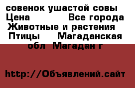 совенок ушастой совы › Цена ­ 5 000 - Все города Животные и растения » Птицы   . Магаданская обл.,Магадан г.